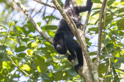 Howler Monkey Belize 2022